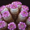 Mammillaria_bombycina_1